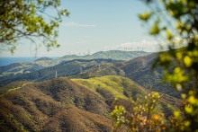 Image of wind turbines spread across hills with foliage and trees in the foregound.